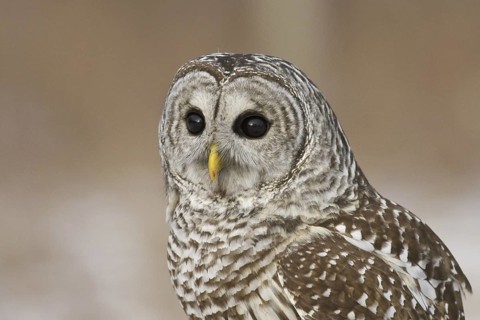 Barred Owl (Strix varia), Ontario, Canada