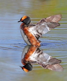 Horned Grebe, Podiceps auritus, stretching its wings in a lake in Saskatchewan