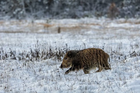 A wild boar (Sus scrofa) trudges through the snow in search of conspecifics, winter, snow, cold,