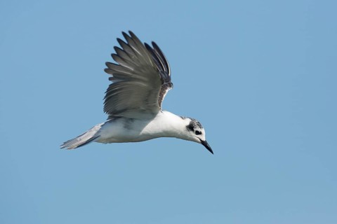 White-winged Tern (Chlidonias leucopterus) flying, Victoria, Australia