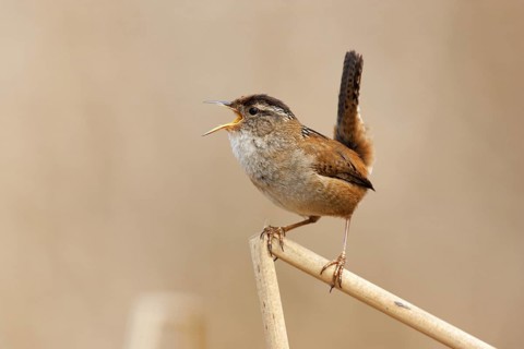 Marsh Wren (Cistothorus palustris) singing, British Columbia, Canada