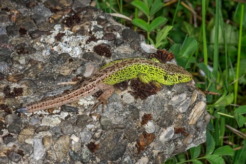 A male sand lizard (Lacerta agilis) sunbathing on a moss-covered stone, Baden-Württemberg, Germany
