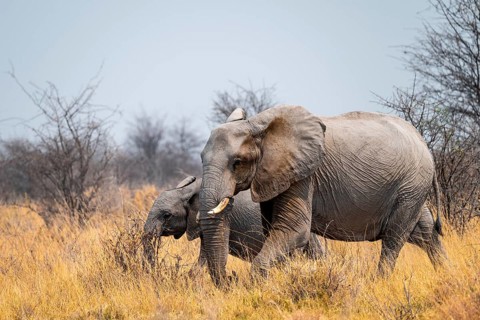 African elephant (Loxodonta africana), Nxai Pan National Park, Botswana