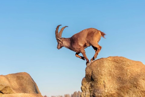 A male ibex (Capra ibex) leaps from rock to rock in the warm evening light. A blue sky can be seen