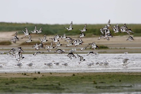 Austernfischer_startend, lat. Haematopus ostralegus