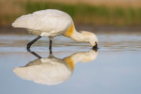 Eurasian Spoonbill (Platalea leucorodia) foraging, Pusztaszer, Hungary