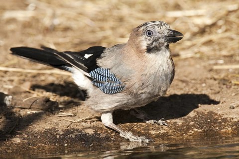 Eurasian Jay (Garrulus glandarius), Castile-La Mancha, Spain