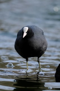 A coot standing in still water, its attention focussed forward, Eurasian Coot (Fulica atra),