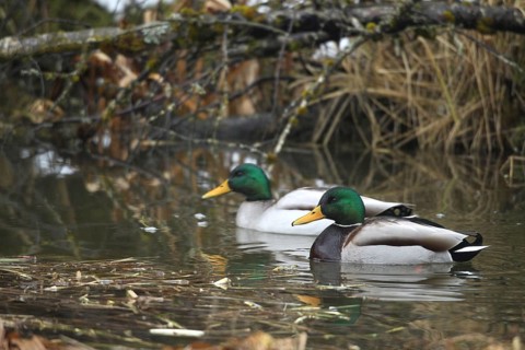 Mallard (Anas platyrhynchos) drakes swimming in a stream, Allgäu, Bavaria, Germany