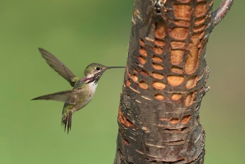 Calliope Hummingbird (Selasphorus calliope) male flying, British Columbia, Canada