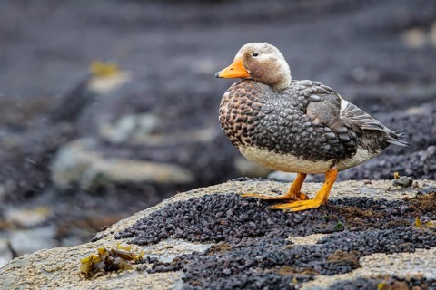 Falkland (Flightless) Steamer-Duck (Tachyeres brachypterus) perched on a rock in the Falkland