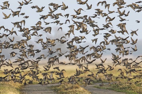 Common Starling (Sturnus vulgaris) huge flock flying, Brandenburg, Germany