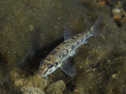 A gudgeon (Gobio gobio) swims above the river bottom, surrounded by organic material and plants.