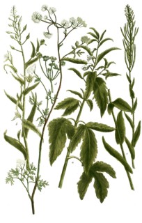 Botany, plants, a. sesamum perficum trifoliatum, b. sesamum, myagrum majus sativum, camelina, c.