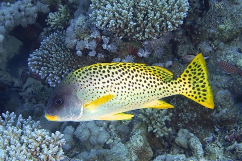 Black spotted sweetlips (Plectorhinchus gaterinus)