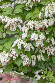 Loose tree (Clerodendrum thomsoniae), Botanical Garden, Munich, Bavaria, Germany