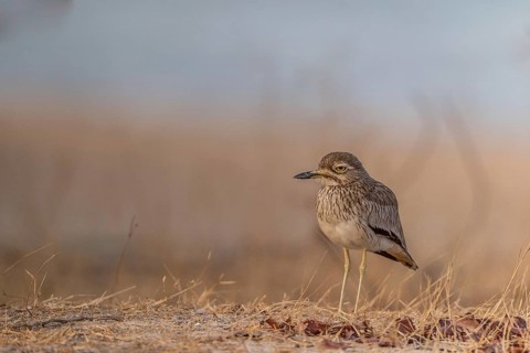 Senegal Thick-knee (Burhinus senegalensis), Senegal