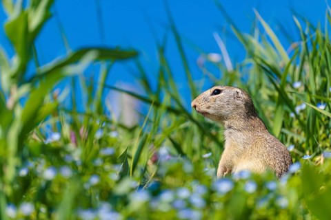 A fully grown ground squirrel (Spermophilus citellus) stands upright on a sunny day in a green
