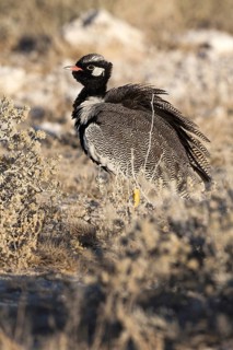 Northern Black Korhaan (Afrotis afraoides) male, Etosha, Namibia