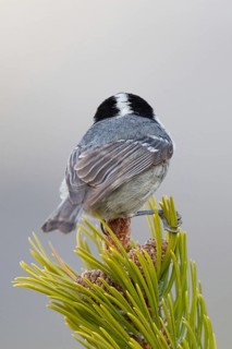 Coal Tit (Periparus ater), Liechtenstein