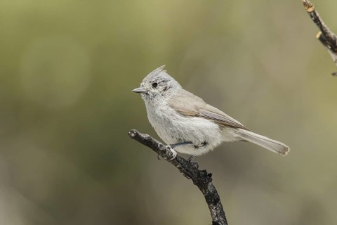Juniper Titmouse (Baeolophus ridgwayi) male, California, USA