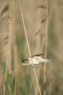 Reed warbler (Acrocephalus scirpaceus) adult bird in a reed bed in summer, RSPB Frampton marsh