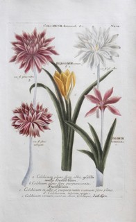 Autumn crocus (Colchicaceae), colchicum, hand-coloured mezzotint copperplate engraving from