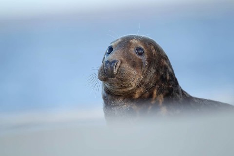 Grey seal (Halichoerus grypus) adult marine mammal resting on a beach, Norfolk, England, United