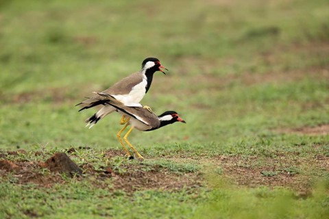 Red-wattled Lapwing (Vanellus indicus lankae) pair mating, Bundala National Park, Sri Lanka