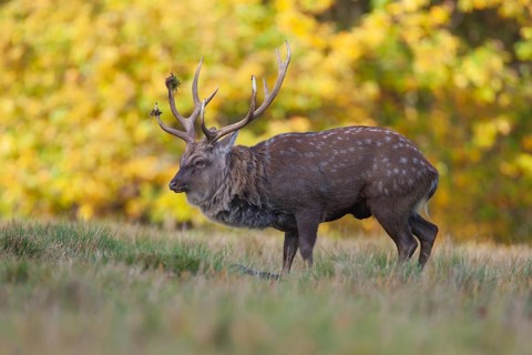 Sika deer (Cervus nippon) adult male stag standing in a woodland clearing in autumn, England,