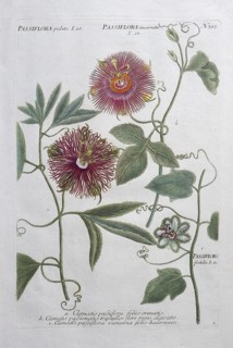 Passion flower, clematis passiflora and passiflora incarnata, hand-colored mezzotinto copper