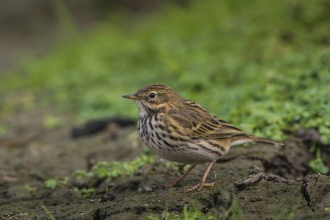 Meadow Pipit (Anthus pratensis), Schleswig-Holstein, Germany