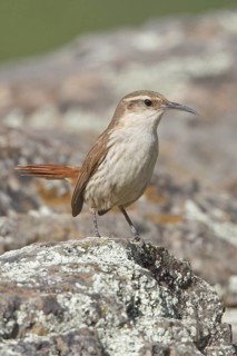 Rock Earthcreeper (Upucerthia andaecola) perched on a rock in Bolivia, South America