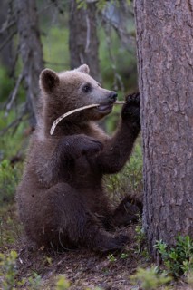 European brown bear, Karelia, Finland