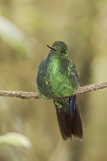 Great Sapphirewing (Pterophanes cyanopterus) male perched on a branch, Ecuador