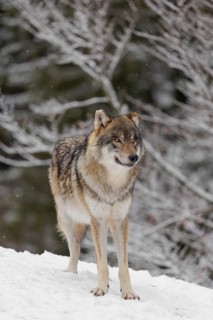 An adult male grey wolf (Canis lupus lupus) stands on a sloping, snow-covered meadow on a cold,