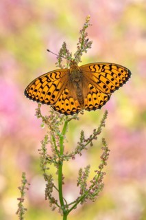 Der Große Perlmutterfalter (Speyeria aglaja) mit geöffneten Flügeln