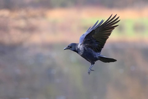 Rabenkrähe lat. Corvus corone, im Flug von der Seite über einem Gewässer