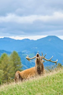 A deer with large antlers roaring while rutting season while resting on a grassy hill with