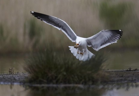 Lesser Black-backed Gull (Larus fuscus) flying, Schleswig-Holstein, Germany