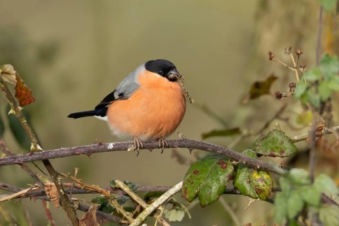 Eurasian or Common bullfinch (Pyrrhula pyrrhula) adult male garden bird feeding on nettle seeds in