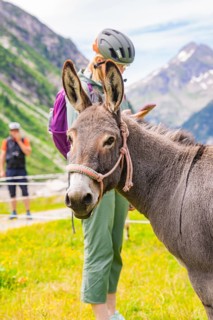 A donkey and a hiker with helmet and rucksack in a mountain landscape, Klein Tibet, Zillertal,