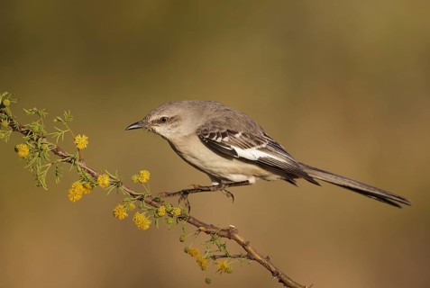 Northern Mockingbird (Mimus polyglottos) perched on a branch, Texas, USA