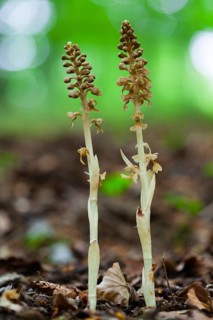 Birdsnest Orchid (Neottia nidus-avis), flowering plants growing in Beech tree woodland (Fagus