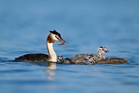 Great Crested Grebe (Podiceps Scalloped ribbonfish), feeding a chick with fish, swimming in the