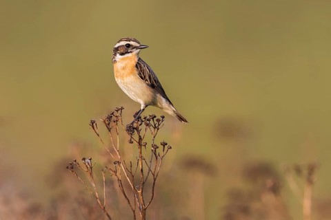 Whinchat (Saxicola rubetra) male perched on a meadow plant, Poland