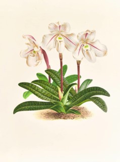 Orchid, Cypripedium microchilum, authentic reproduction of an illustration by Jean Jules Linden