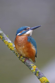 Common Kingfisher (Alcedo atthis) juvenile, Austria