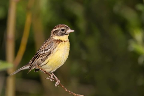 Yellow-breasted Bunting - Weidenammer - Emberiza aureola ssp. aureola, Russia, 1st S male