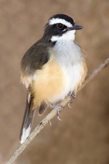 Buff-sided Robin (Poecilodryas cerviniventris), Western Australia, Australia